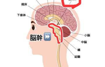 ボイトレ効果,メラトニンの活性化,松果体の活性化